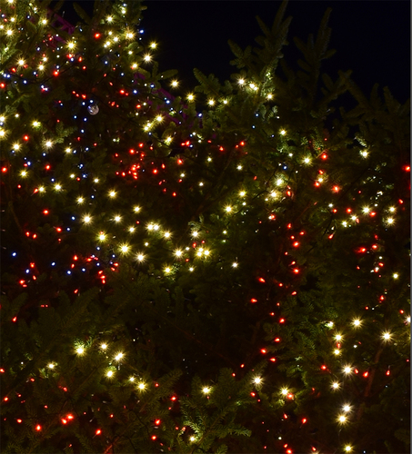クリスマスツリー等倍切り抜き.jpg