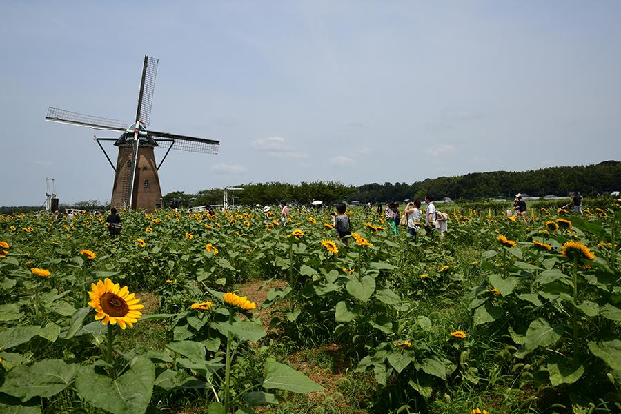 D850 オランダ風車のある公園 佐倉ふるさと広場 ピコの日記